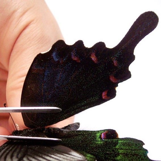 Papilio arcturus-bianor (hybrid-mosaic,LHW=papilio arcturus,RHW=papilio bianor)4 [Internet image property of respective owner, non commercial use only]